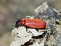 Pyrochroa coccinea